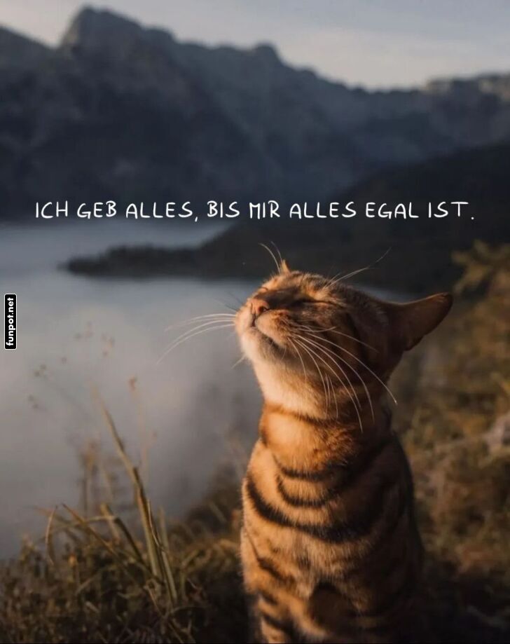 Genießender Kater mit inspirierendem Spruch Genießender Kater mit inspirierendem Spruch