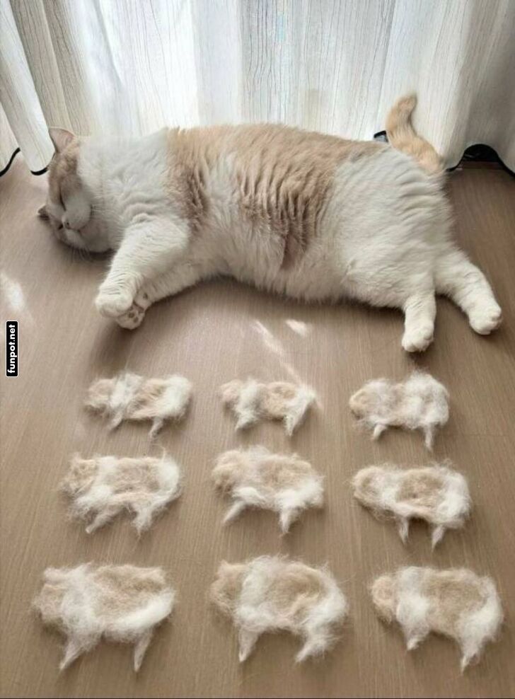 Schlafende Katze und neun Fellfiguren Schlafende Katze und neun Fellfiguren