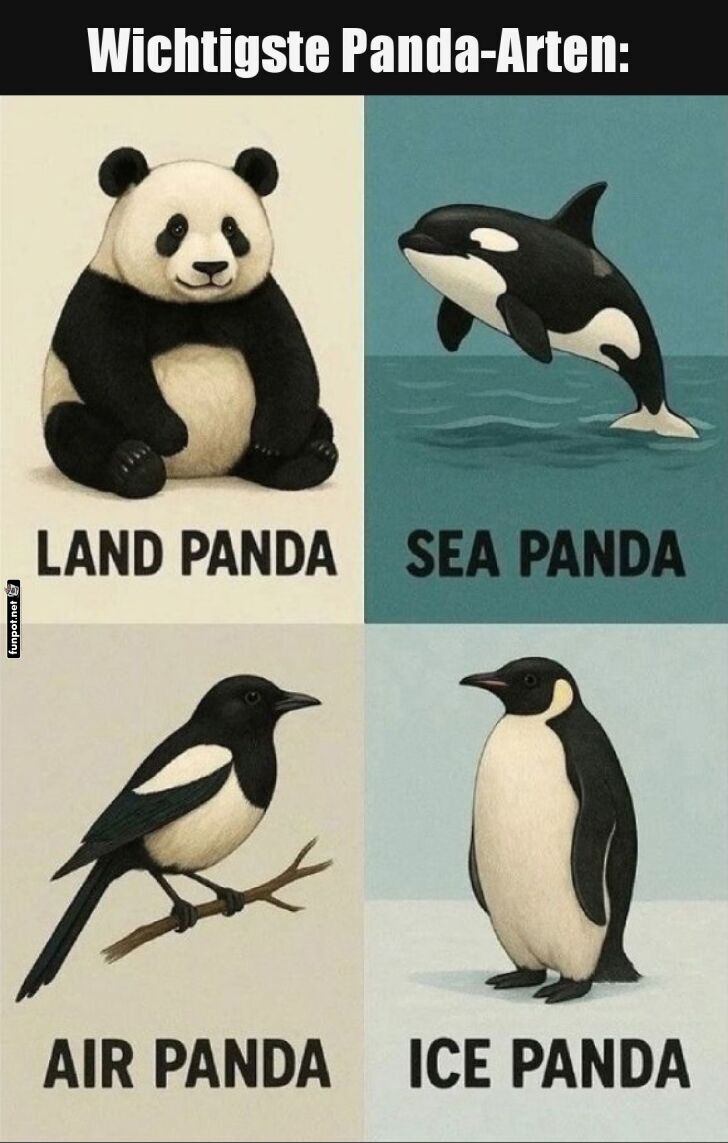 Vier humorvolle Arten von 'Pandas' Vier humorvolle Arten von 'Pandas'