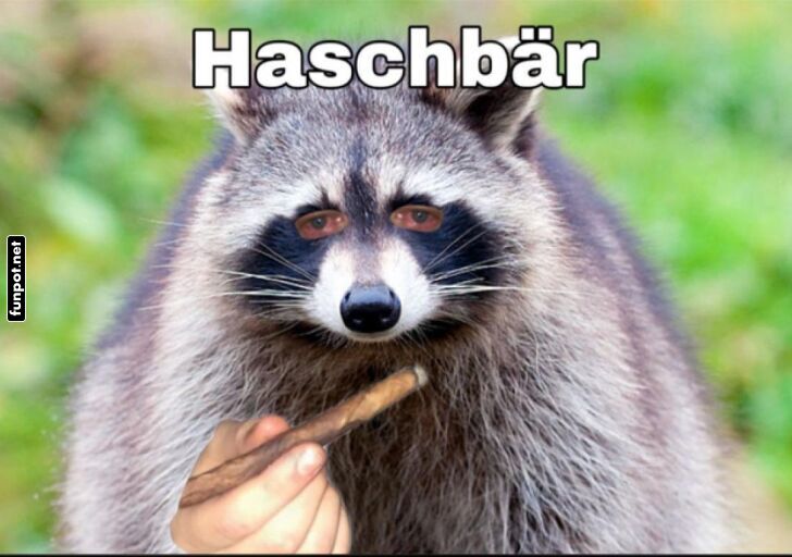 Lustiger Waschbär mit unerwartetem Accessoire Lustiger Waschbär mit unerwartetem Accessoire