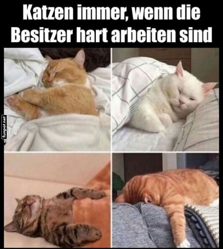 Schlafende Katzen während harter Arbeit Schlafende Katzen während harter Arbeit