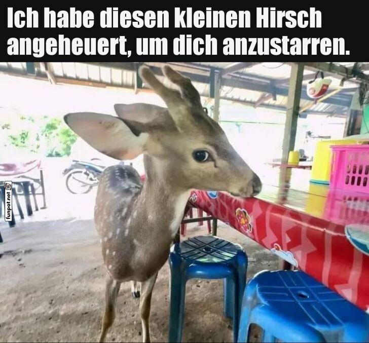 Ein neugieriges Reh im Restaurant Ein neugieriges Reh im Restaurant