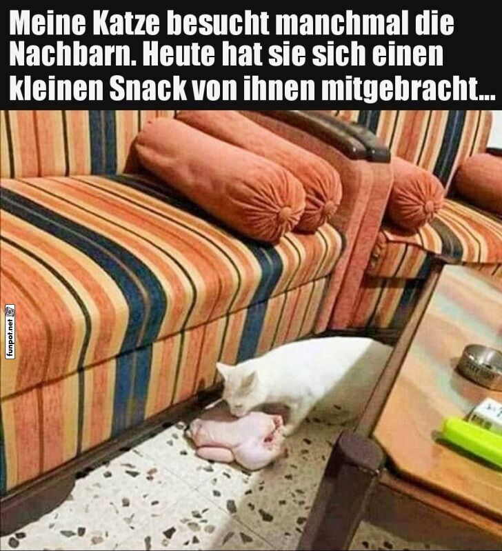 Katze bringt unerwartetes Geschenk mit