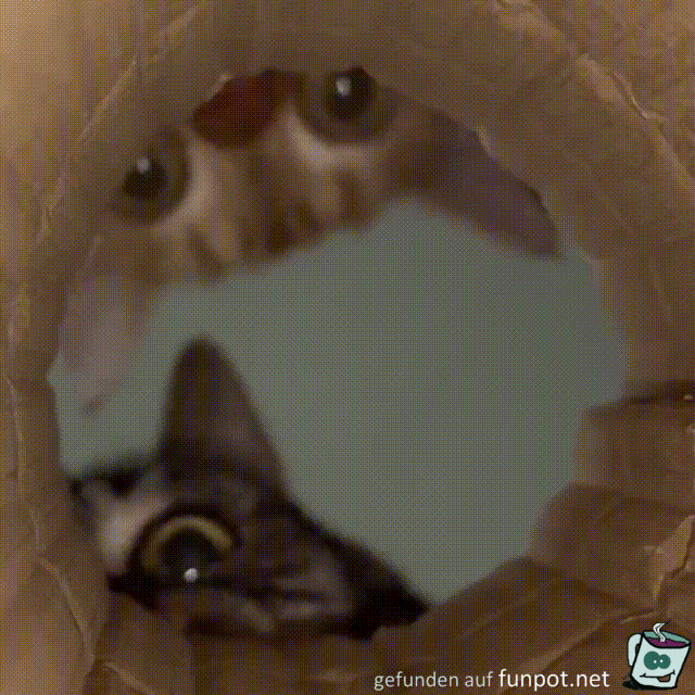 Neugierige Katzen Neugierige Katzen