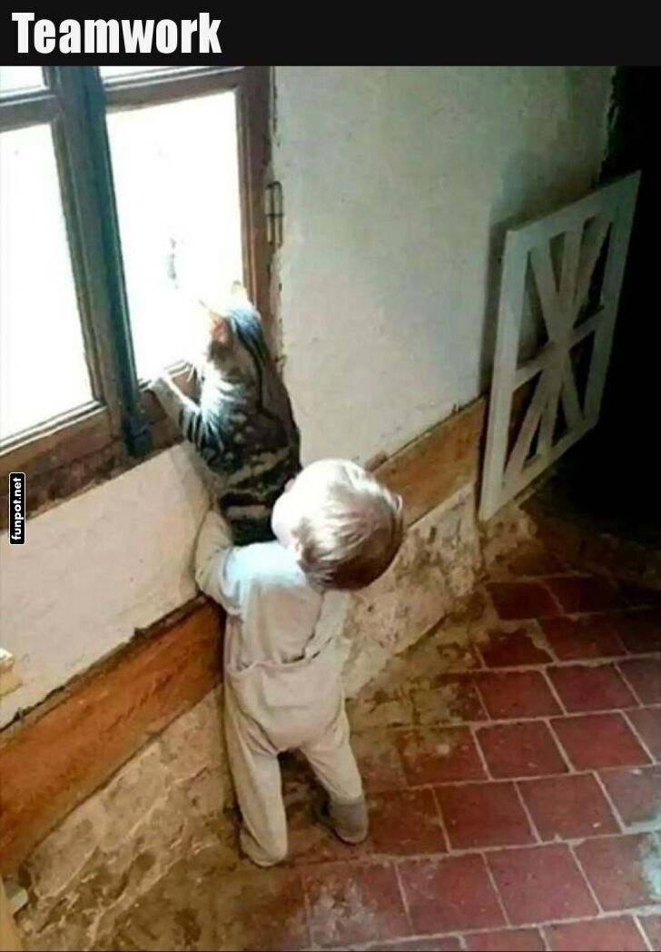 Kleinkind hilft Katze beim Fensterblick Kleinkind hilft Katze beim Fensterblick