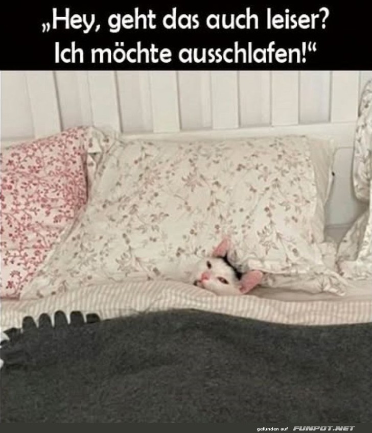 Tier im Bett mit Schlafbedarf Tier im Bett mit Schlafbedarf