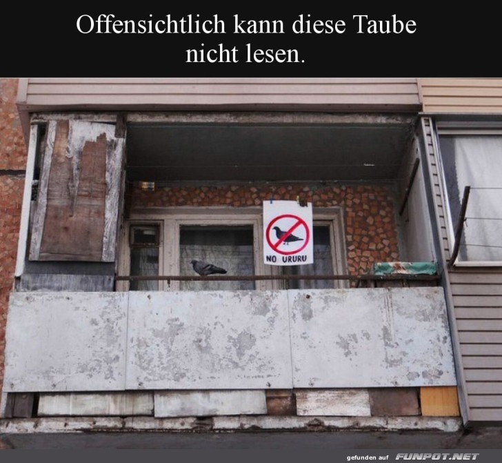 Taube ignoriert Leseschild auf Balkon Taube ignoriert Leseschild auf Balkon