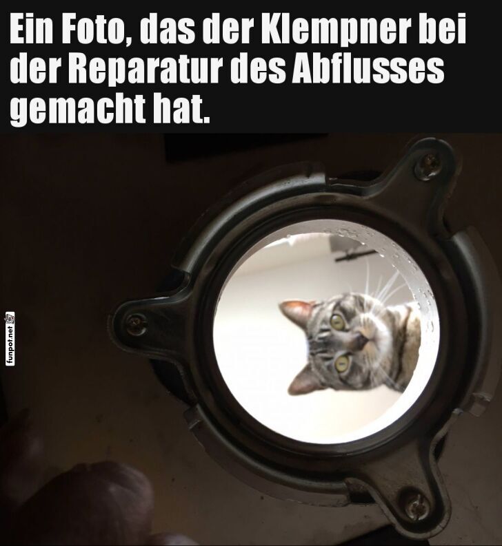 Katze im Abfluss fotografiert