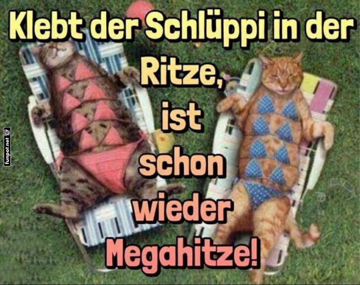 Katzen im Bikini genießen die Sonne Katzen im Bikini genießen die Sonne