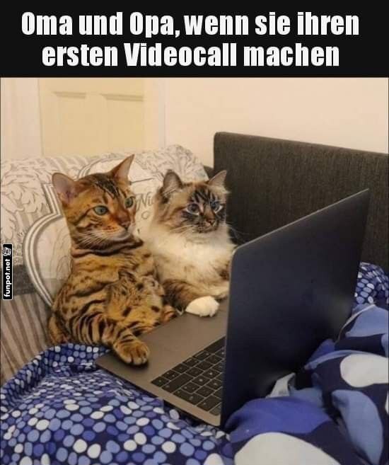 Lustiger Videocall mit Oma und Opa Katzen Lustiger Videocall mit Oma und Opa Katzen