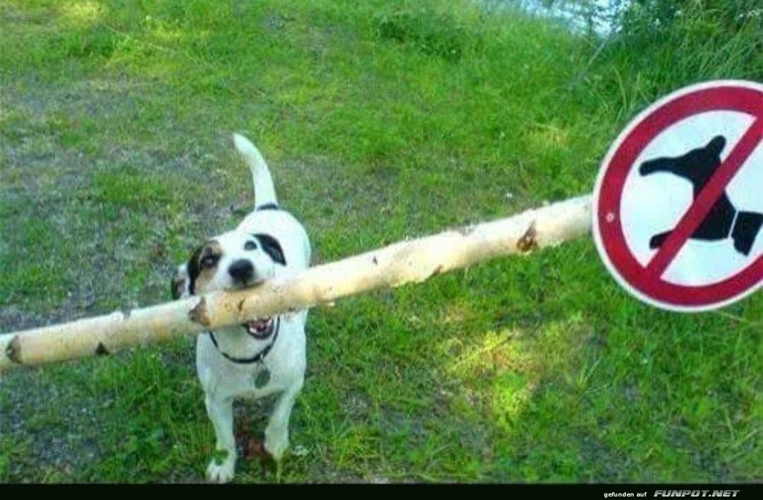 Hund ignoriert Verbotsschild Hund ignoriert Verbotsschild