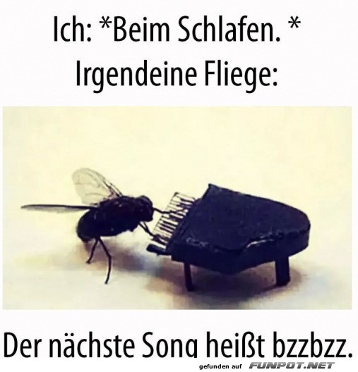 Fliege gibt nächtliches Konzert Fliege gibt nächtliches Konzert