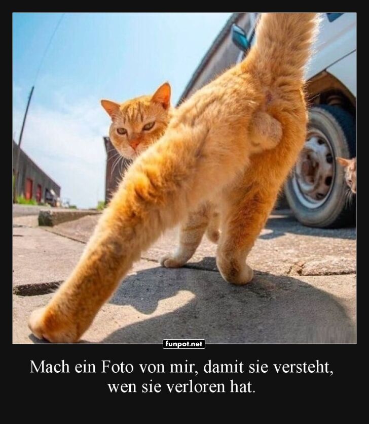 Selbstbewusste Katze auf der Straße Selbstbewusste Katze auf der Straße