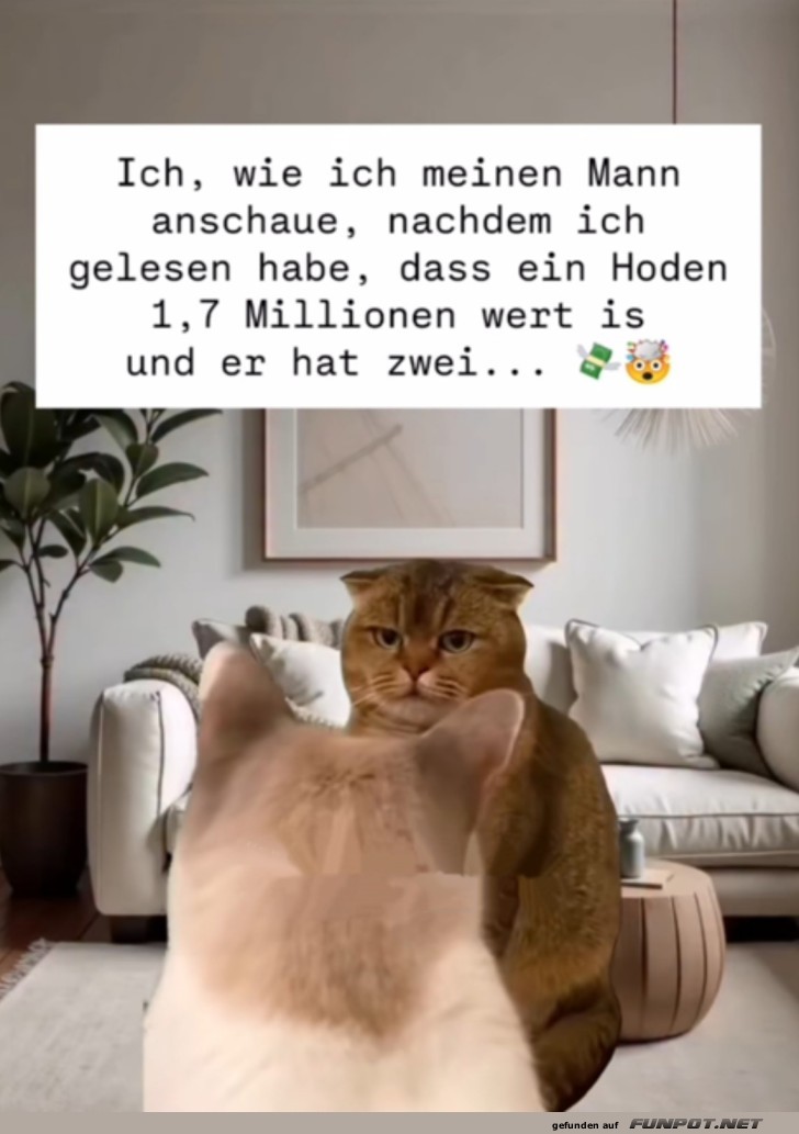 Lustiger Katzenblick auf versteckten Wert Lustiger Katzenblick auf versteckten Wert
