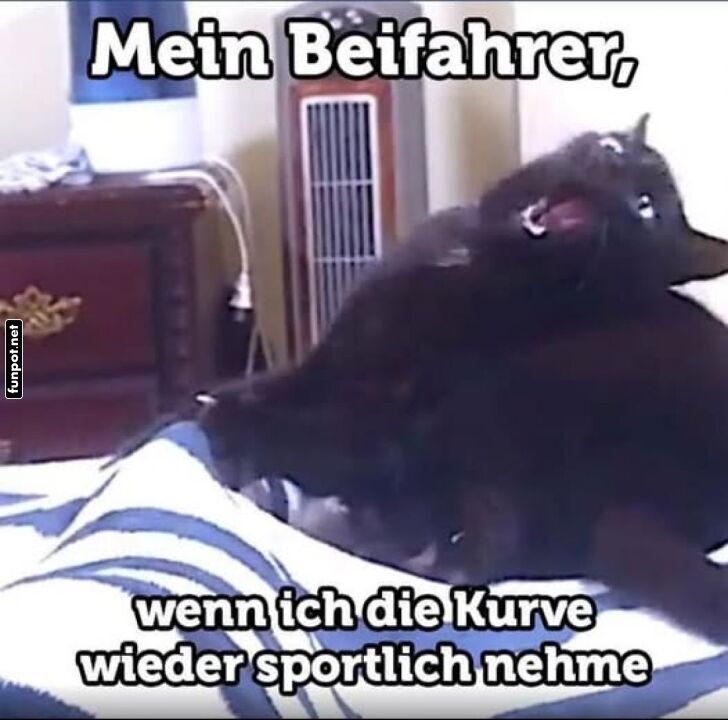 Katze als geschockter Beifahrer in Kurve Katze als geschockter Beifahrer in Kurve
