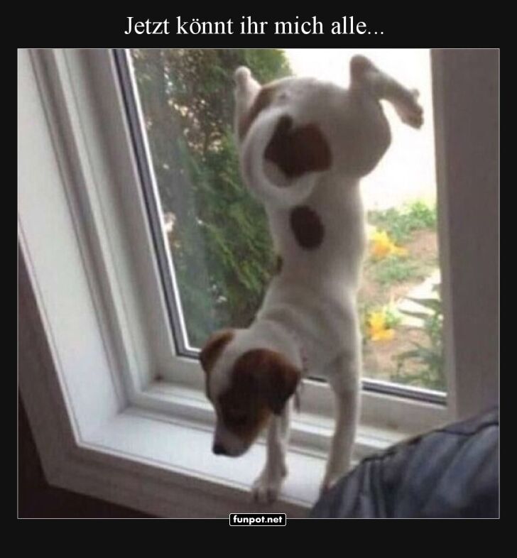 Hund auf Fensterbrett mit lustigem Spruch Hund auf Fensterbrett mit lustigem Spruch