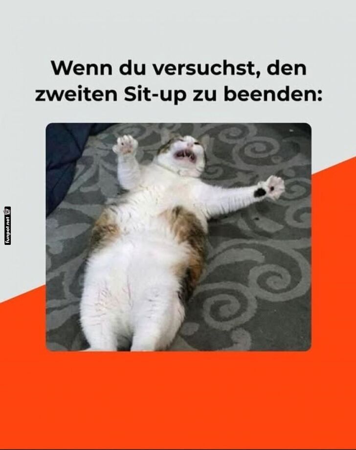 Lustige Katze nach dem Sit-up-Versuch Lustige Katze nach dem Sit-up-Versuch