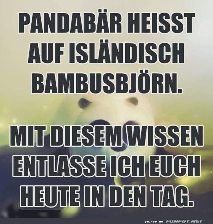 Wissenswertes über Pandabären und Island Wissenswertes über Pandabären und Island