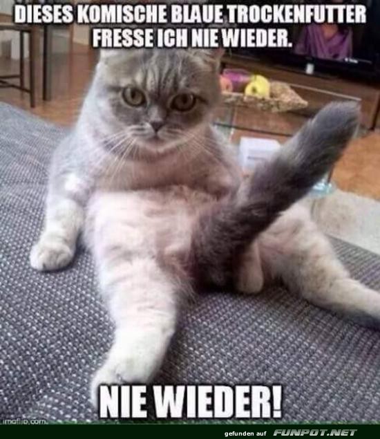 Katze lehnt Trockenfutter ab Katze lehnt Trockenfutter ab