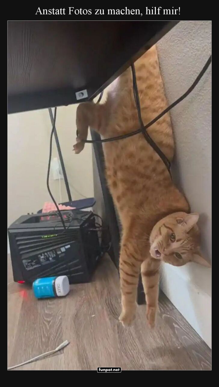 Katze klemmt zwischen Tisch und Wand
