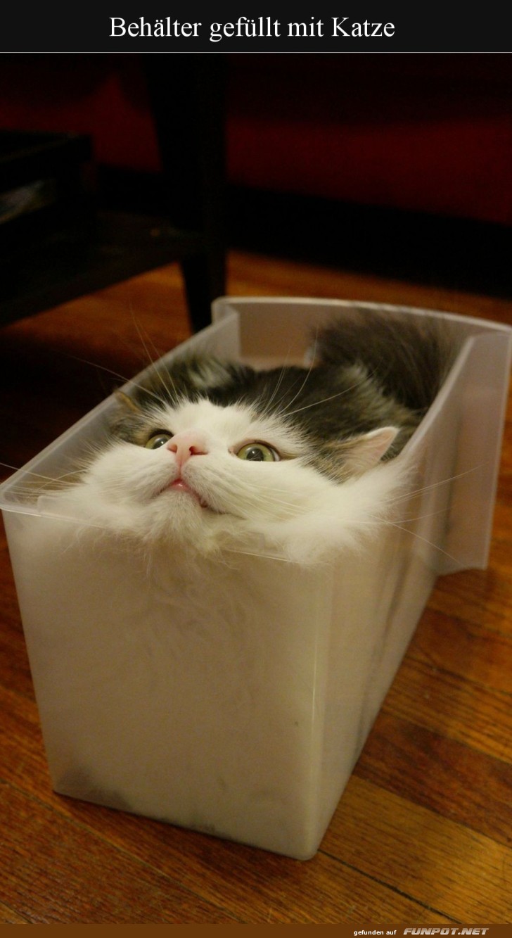 Kuschelige Katze im Behälter Kuschelige Katze im Behälter