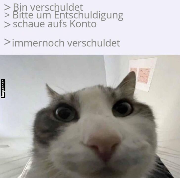 Lustige Katze mit finanziellem Humor Lustige Katze mit finanziellem Humor