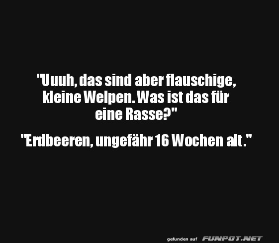 Amüsanter Dialog über flauschige Erdbeeren Amüsanter Dialog über flauschige Erdbeeren