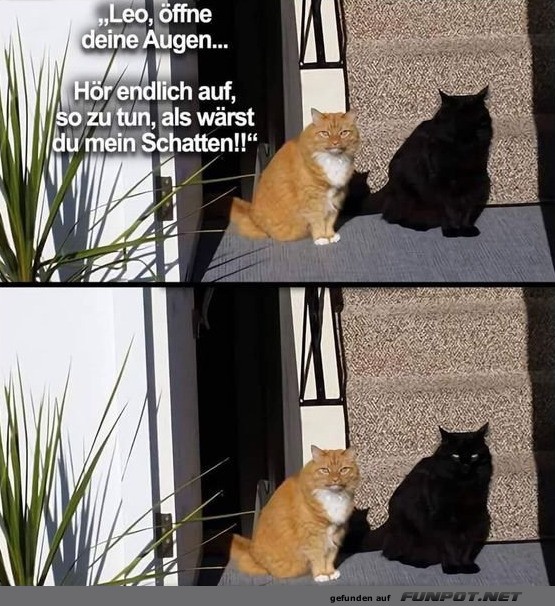 Katzenhumor: Schatten-Spaß im Sonnenlicht Katzenhumor: Schatten-Spaß im Sonnenlicht