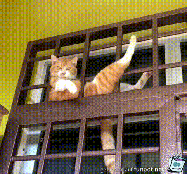 Lustige Katze Lustige Katze