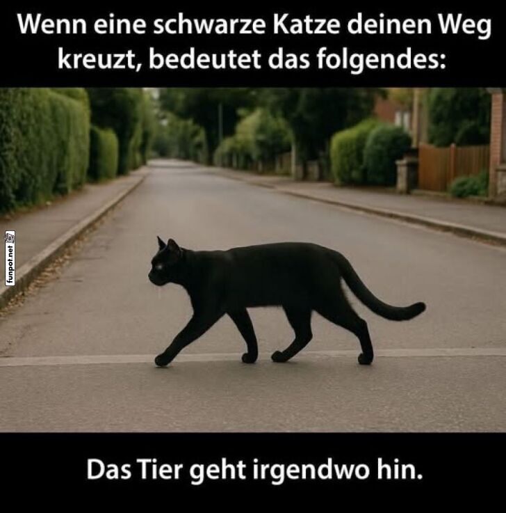 Schwarze Katze kreuzt deinen Weg