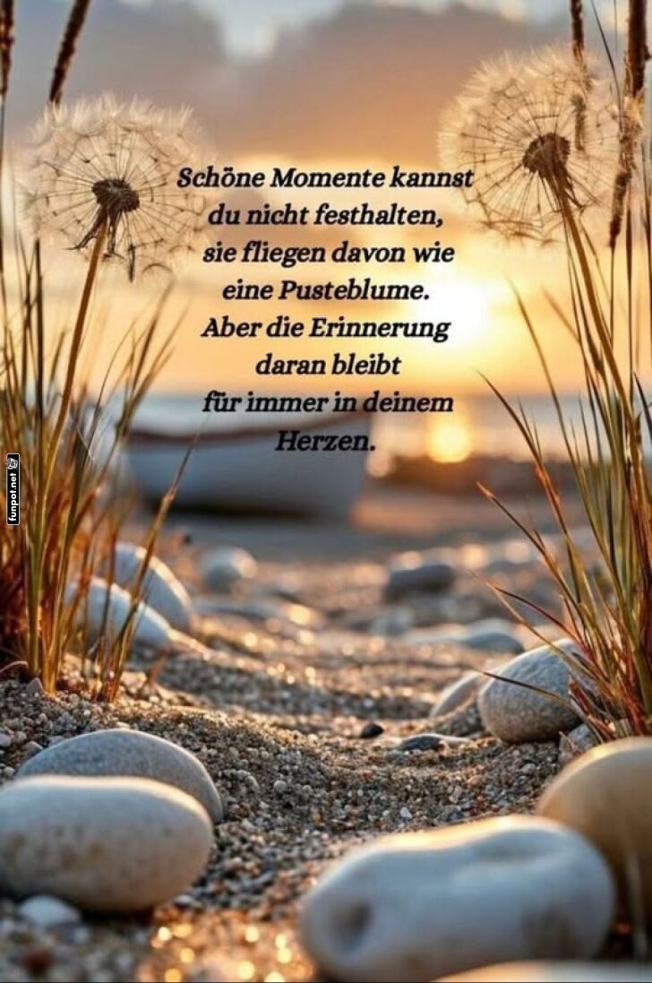 Pusteblume und Sonnenuntergang am Strand Pusteblume und Sonnenuntergang am Strand