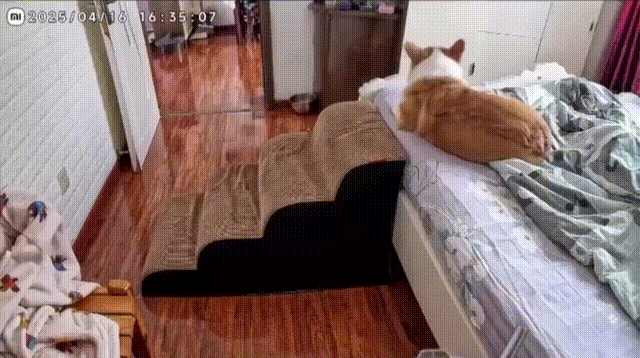 Corgi ist noch müde Corgi ist noch müde