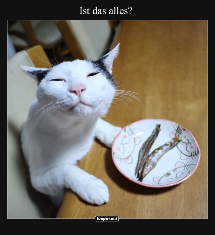 Hungrige Katze mit kleinem Snack Hungrige Katze mit kleinem Snack
