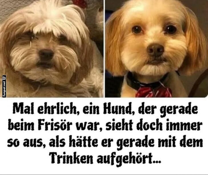 Hund vorher und nachher beim Frisr
