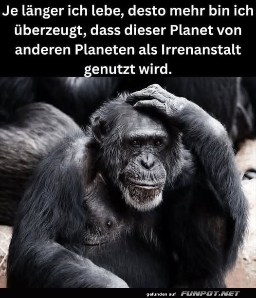 Affe denkt über den Sinn des Lebens nach Affe denkt über den Sinn des Lebens nach