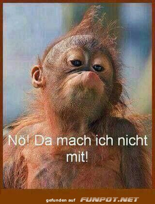 Widerspenstiger Affe sagt nein Widerspenstiger Affe sagt nein