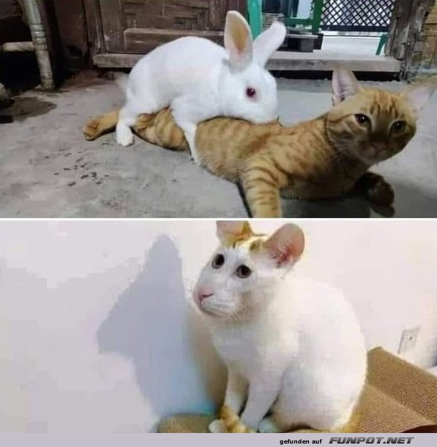 Hase und Katze in lustiger Pose Hase und Katze in lustiger Pose
