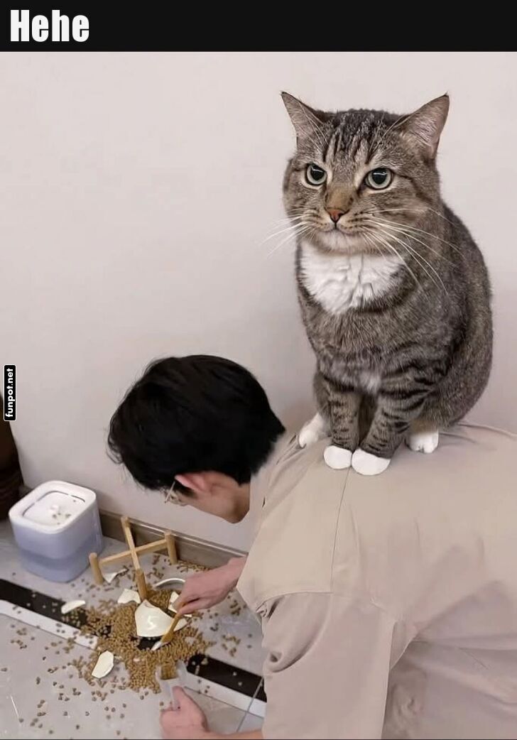 Katze genießt den Überblick Katze genießt den Überblick