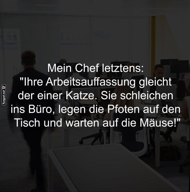 Lustiger Bürovergleich mit Katzen Lustiger Bürovergleich mit Katzen
