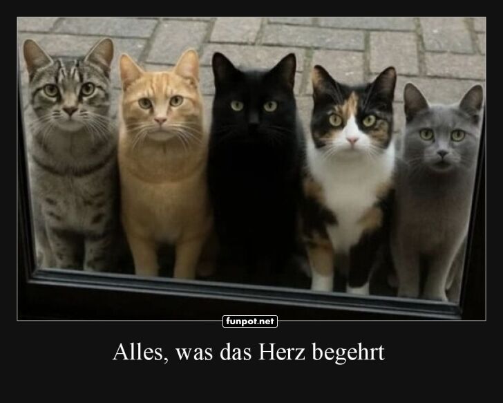 Fünf neugierige Katzen schauen durchs Fenster Fünf neugierige Katzen schauen durchs Fenster