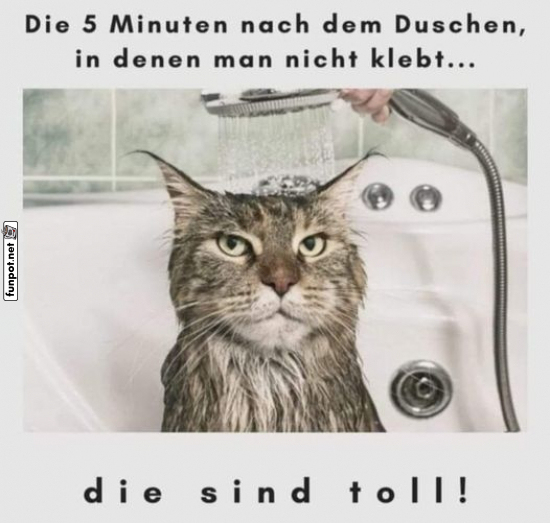 Nasse Katze unter der Dusche Nasse Katze unter der Dusche