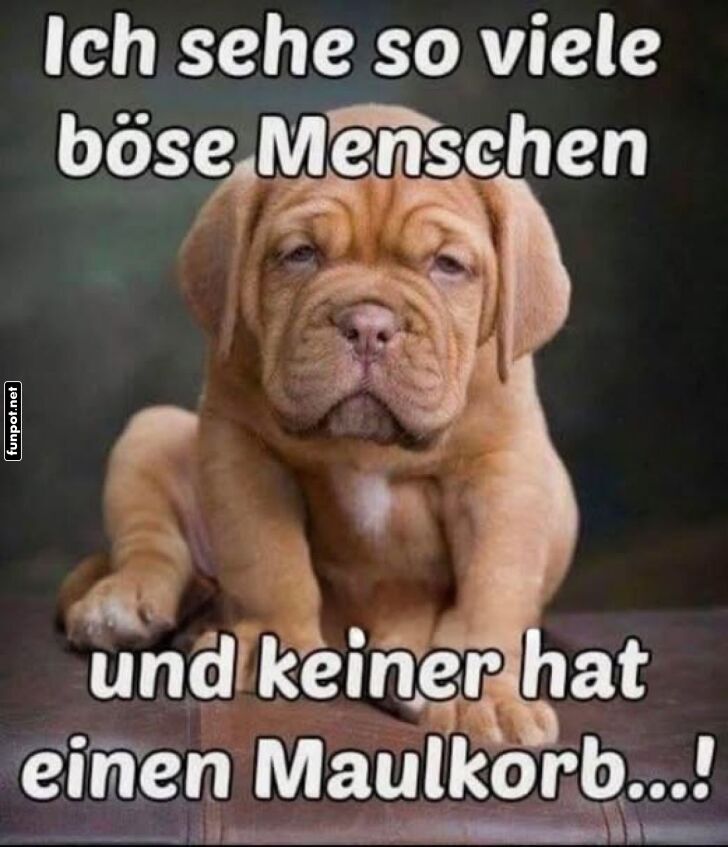 Der Hund denkt nach: Wo sind die Maulkörbe? Der Hund denkt nach: Wo sind die Maulkörbe?
