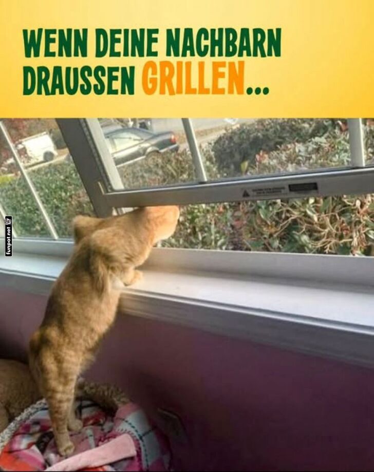 Kleiner Spion im Grillparadies Kleiner Spion im Grillparadies