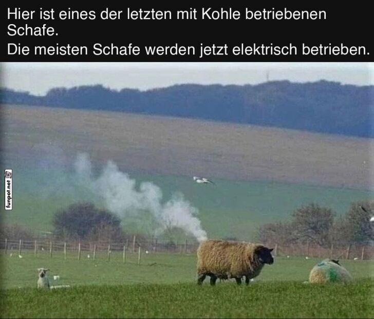 Das letzte Kohle-Schaf der Weide Das letzte Kohle-Schaf der Weide
