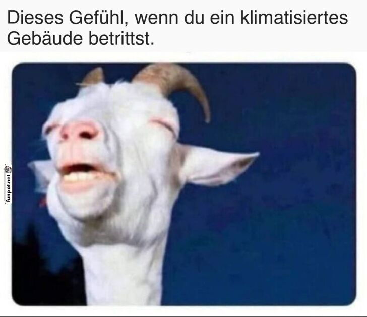 Kühle Brise trifft auf Ziege! Kühle Brise trifft auf Ziege!