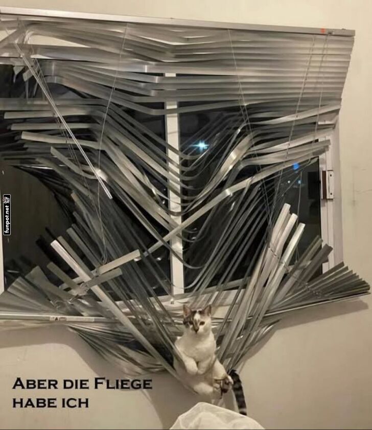 Mission: Fliegenjagd erfolgreich! Mission: Fliegenjagd erfolgreich!
