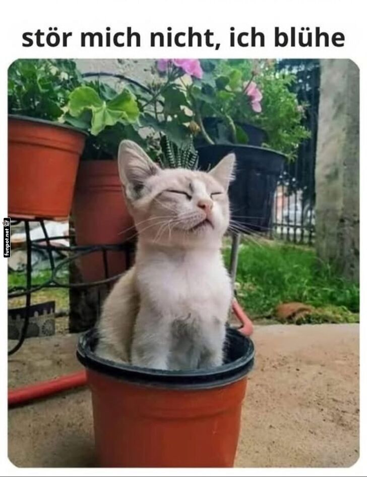Katzenblüte im Blumentopf Katzenblüte im Blumentopf