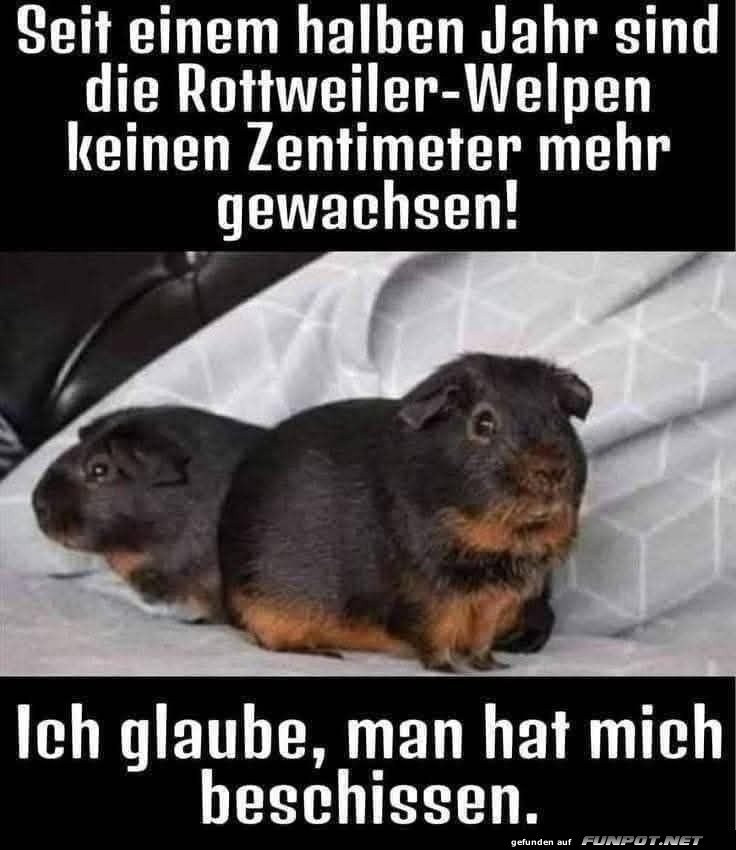 Überraschung: Rottweiler im Miniformat! Überraschung: Rottweiler im Miniformat!