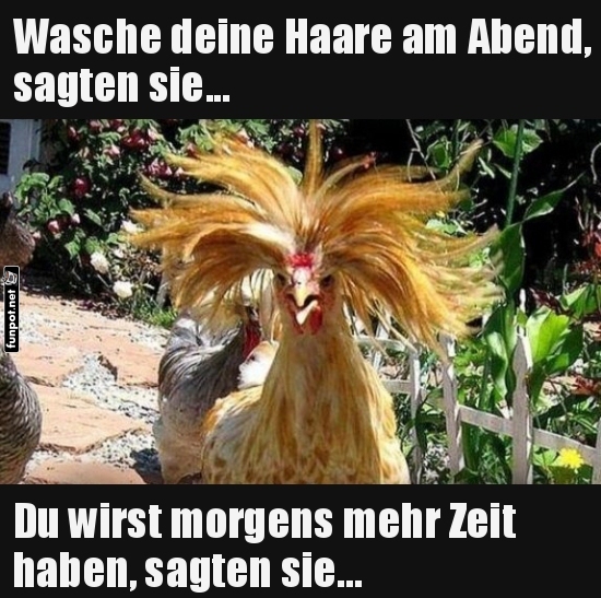 Wenn die Morgensession ein Hühnerfrisuralarm wird Wenn die Morgensession ein Hühnerfrisuralarm wird