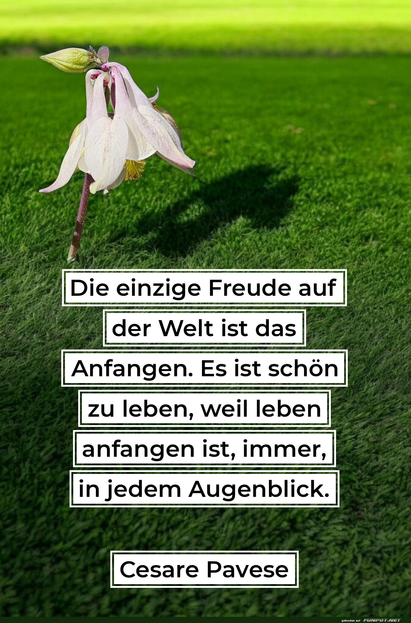 die einzige freude auf der welt